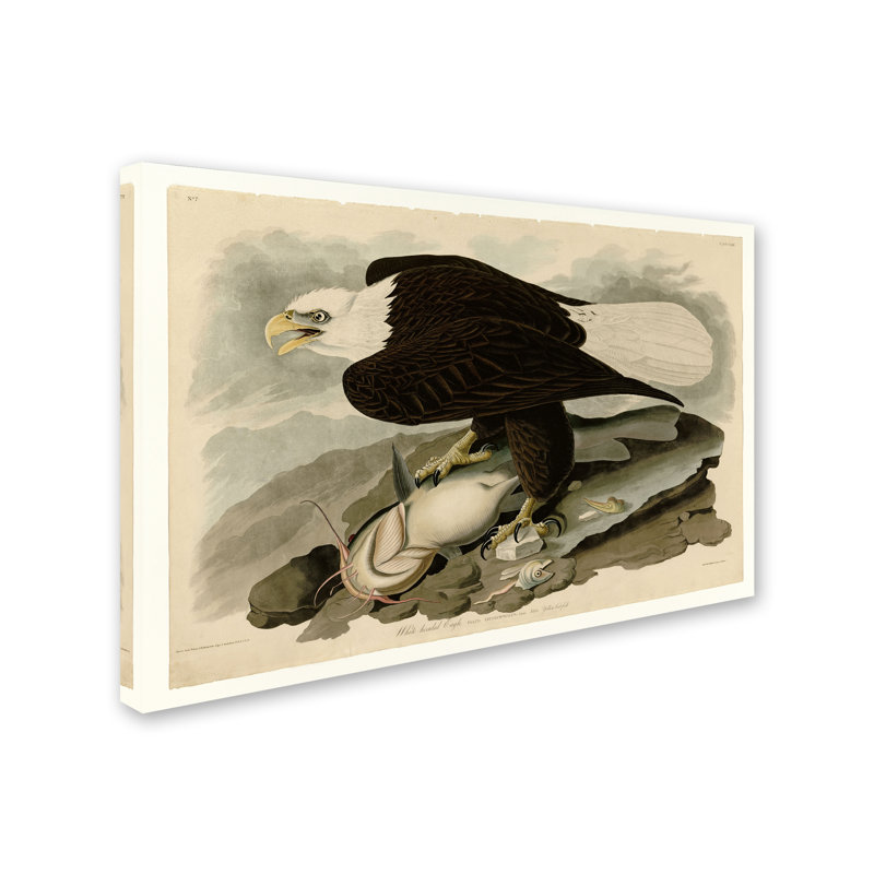 « whiteheaded eagleplate 31 », reproduction sur toile tendue, H 12 po x l 19 po