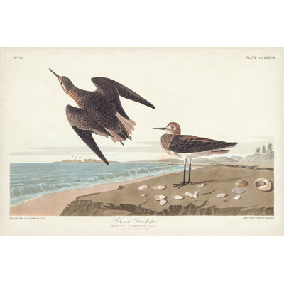 Pl 278 Schins Sandpiper