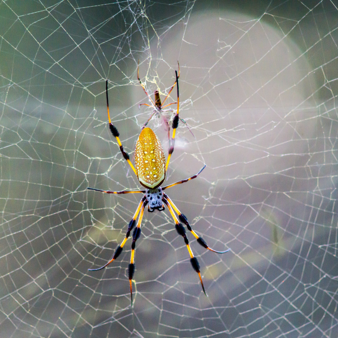 Banana Spider von graphereddie - Leinwand-Set