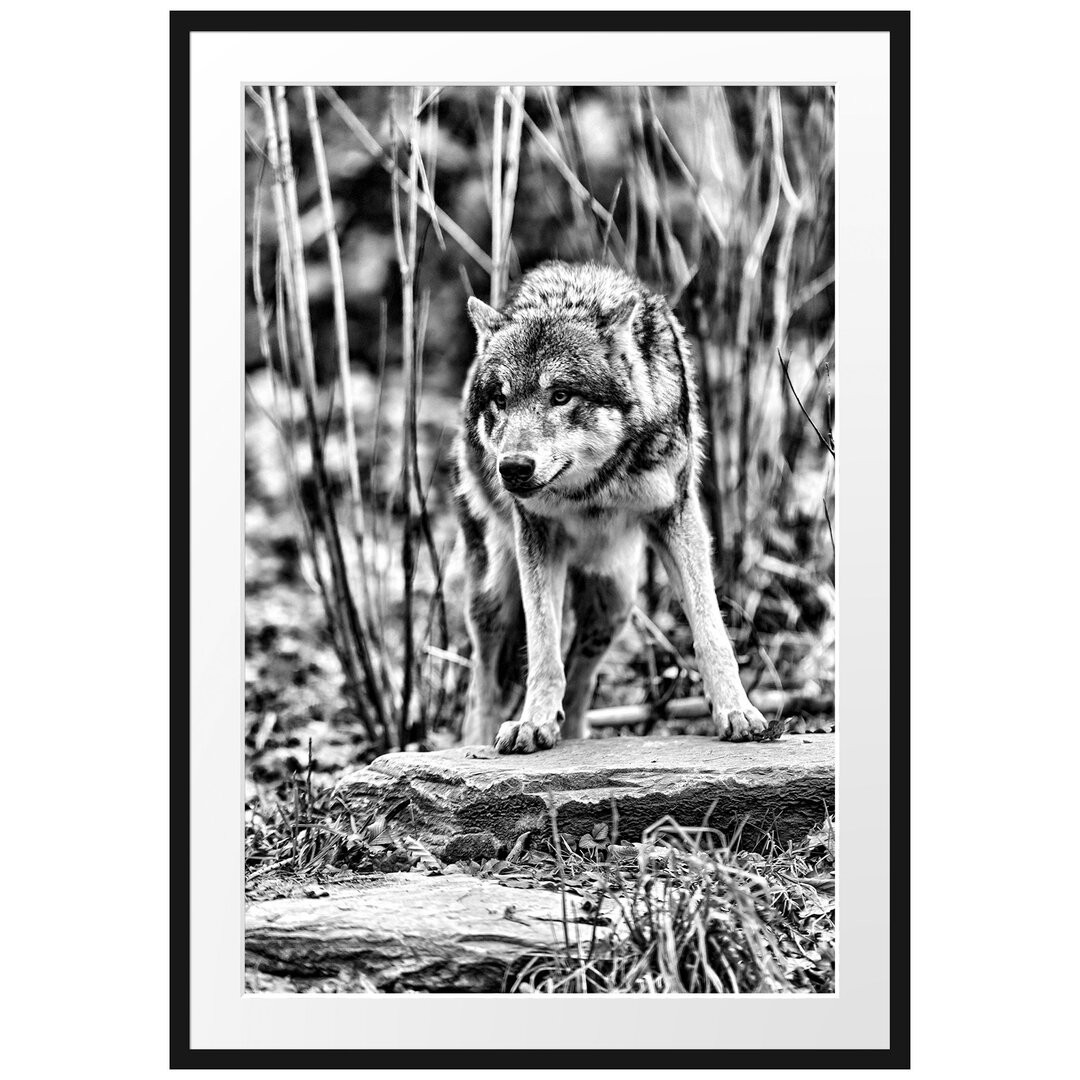 Gerahmtes Poster Lauernder Wolf