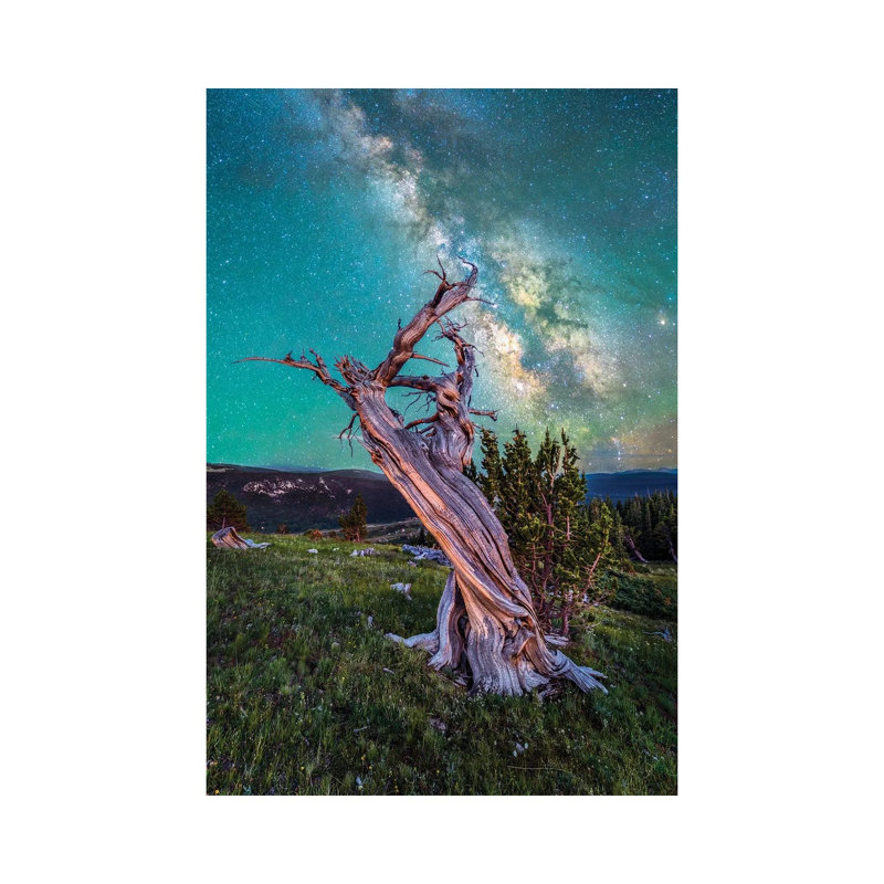 Milky Way Night Sky Over Ancient Bristlecone Pine Tree In Colorado by Daniel Forster - Gallery-Wrapped Canvas Giclée on Canvas