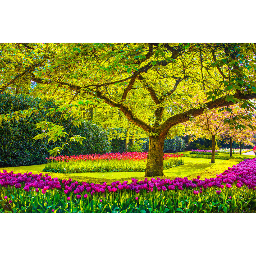 Leinwandbild Baum und Tulpenblüten im Frühlingsgarten Keukenhof, Niederlande, Europa