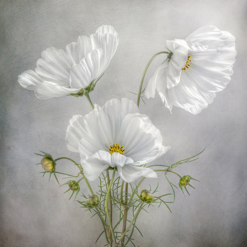 1 Piece Wrapped Canvas Wall Art, 121.92 cm H x 121.92 cm W