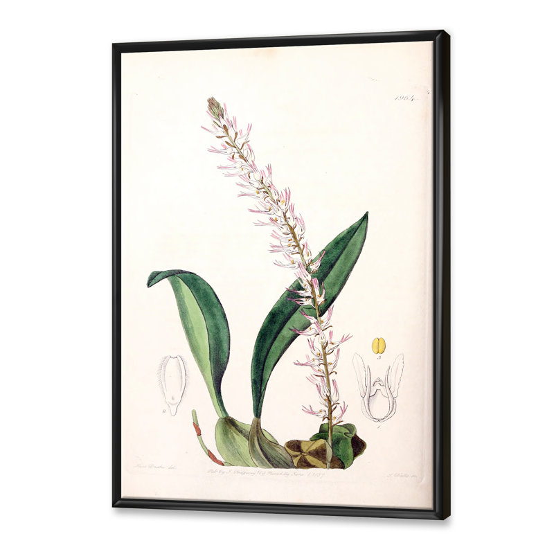 Vintage London Plants V - peinture sur toile, H 32 po x l 24 po x P 1 po, Cadre flottant noir