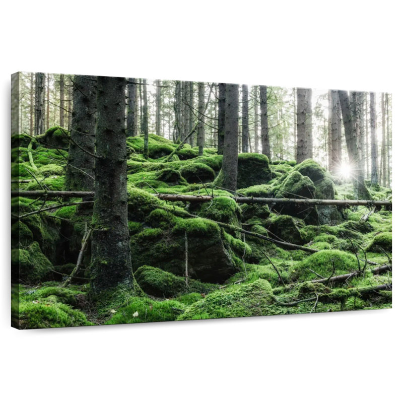 Harnek Moss In Forest, 34" H x 51" W