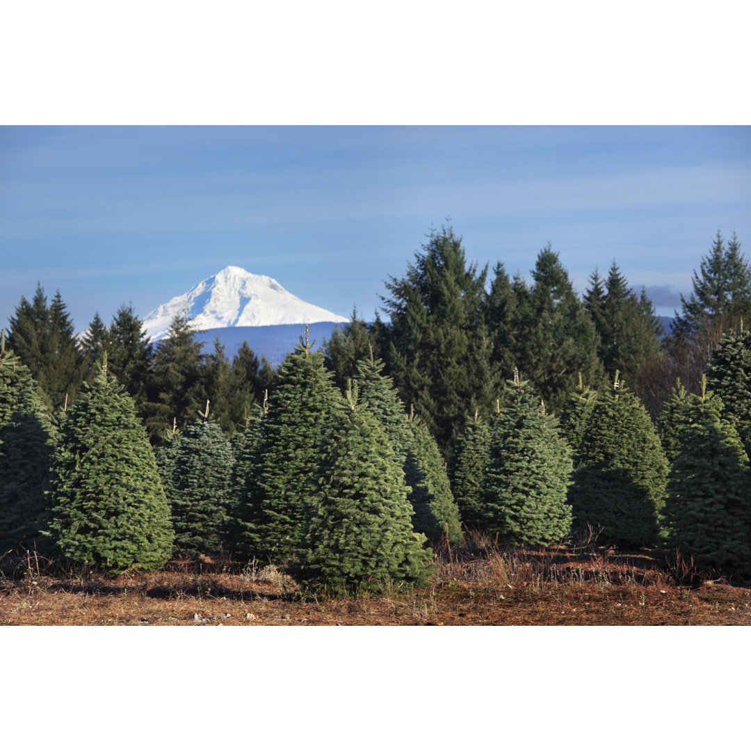 Weihnachtsbaum-Farm von DaveAlan - Drucken