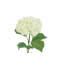 35" Light Green Artificial Hydrangea Stems-1063156108