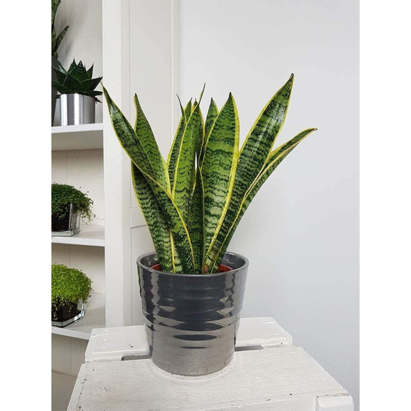 Golden Edge Sansevieria Snake Plant in 6-Inch Pot