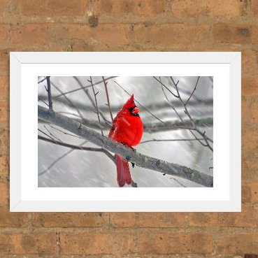 «Cardinal Bird», impression, Cadre blanc, H 24 po x l 32 po x P 1 po