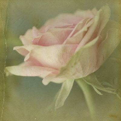 Rêve en rose VI