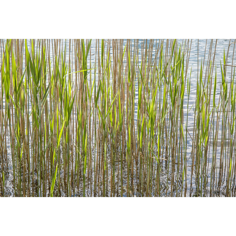 " Reeds " by Barbara Markoff, 8" H x 12" W