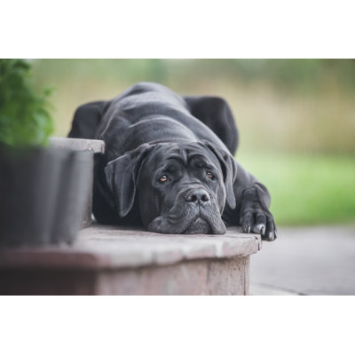 Dog Lying Outdoors by AsyaPozniak - Wrapped Canvas Print