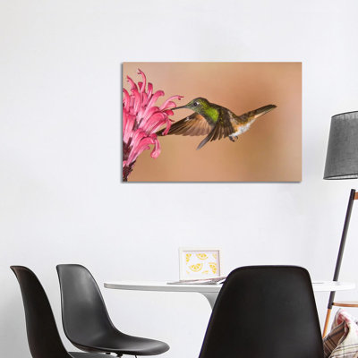 Buff-Tailed Coronet Hummingbird Feeding On Flower Nectar, Ecuador by Steve Gettle - Wrapped Canvas Print