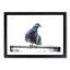 Pigeon Bird on a Wire - Picture Frame Painting Print-55583648-55583647