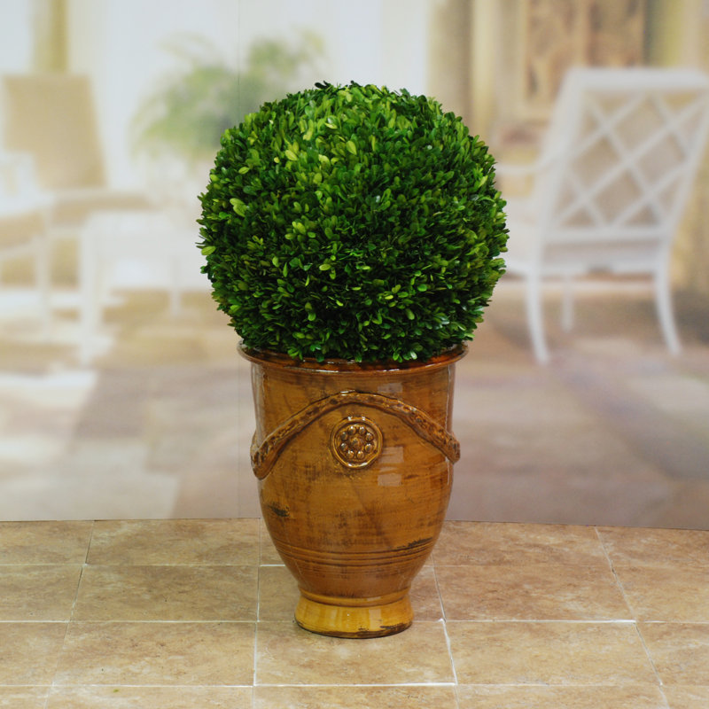 Boxwood Topiary in Wood Urn