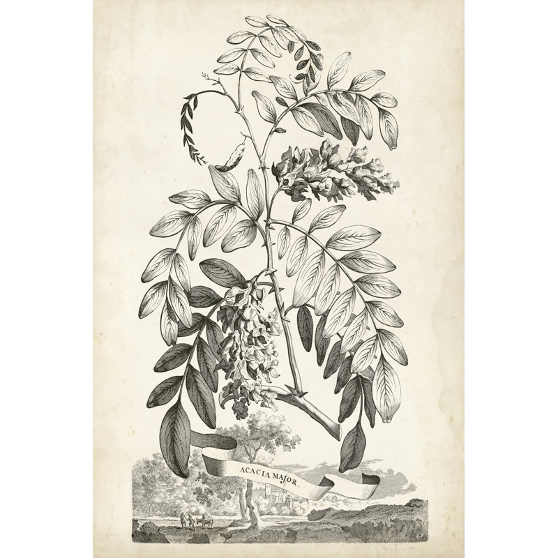 Scenic Botanical I by Abraham Munting - Print on Canvas, 30cm H x 20cm W, Wrapped Canvas