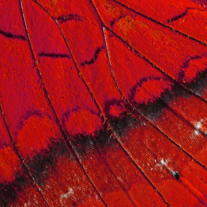 Biehl Butterfly Wing - Wrapped Canvas Print, 91cm H x 91cm W x 3.8cm D