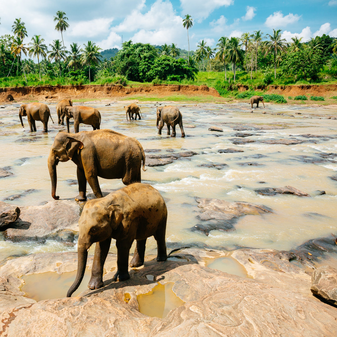 Pinnawala Elefant - Druck