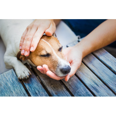 Owner Petting Dog by Damedeeso - Wrapped Canvas Print