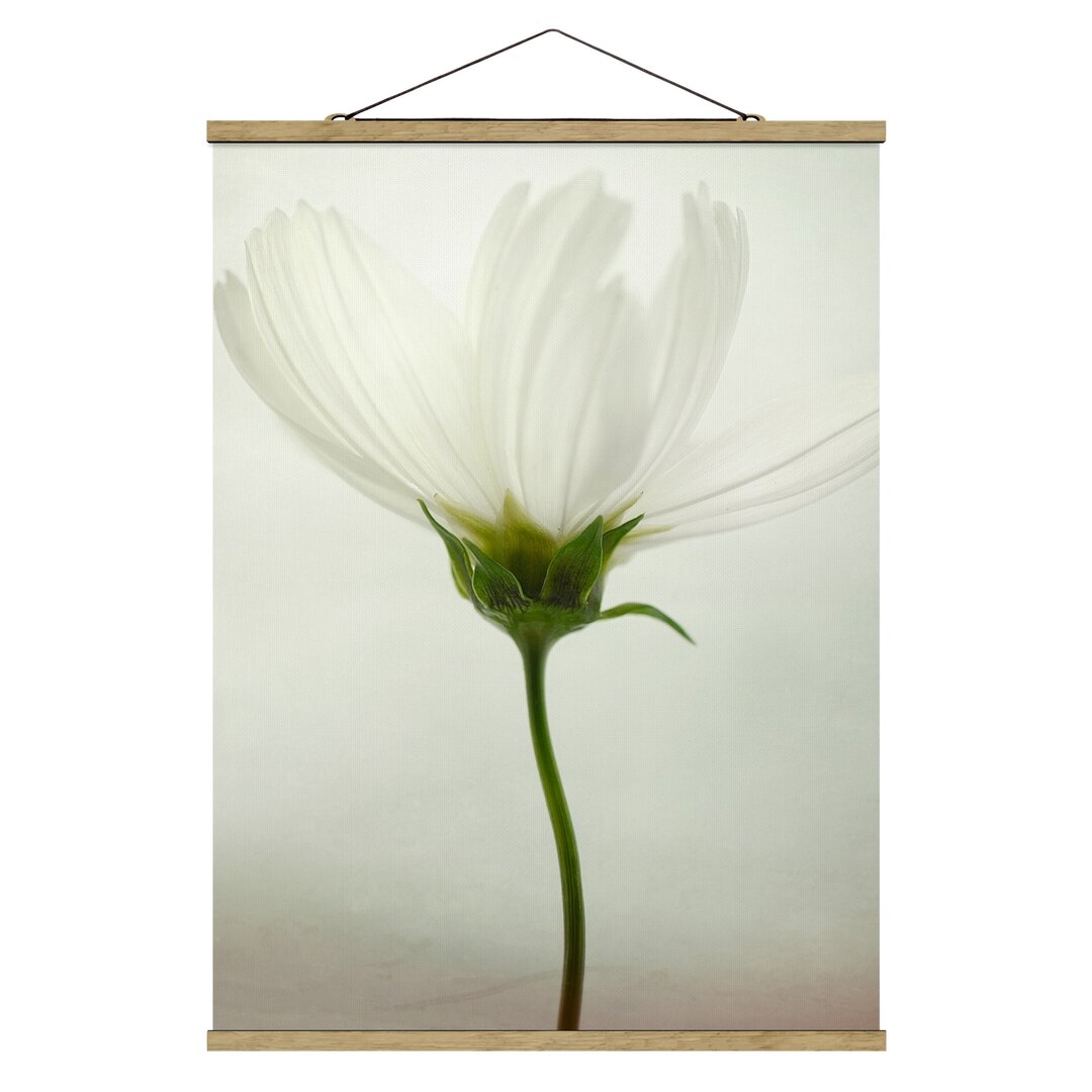 Fotodruck White Cosmea