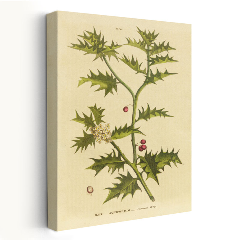 Herbal Botanical XXV III - Baies, tableaux botaniques, houx, art, H 36 po x l 24 po