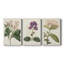 Collection Antique Botanical Antique - Toile tendue sur mesure - 3 pièces-897435483