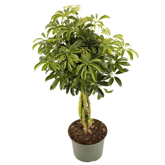 Dwarf Hawaiian Umbrella Bonsai Tree in 6-Inch Pot