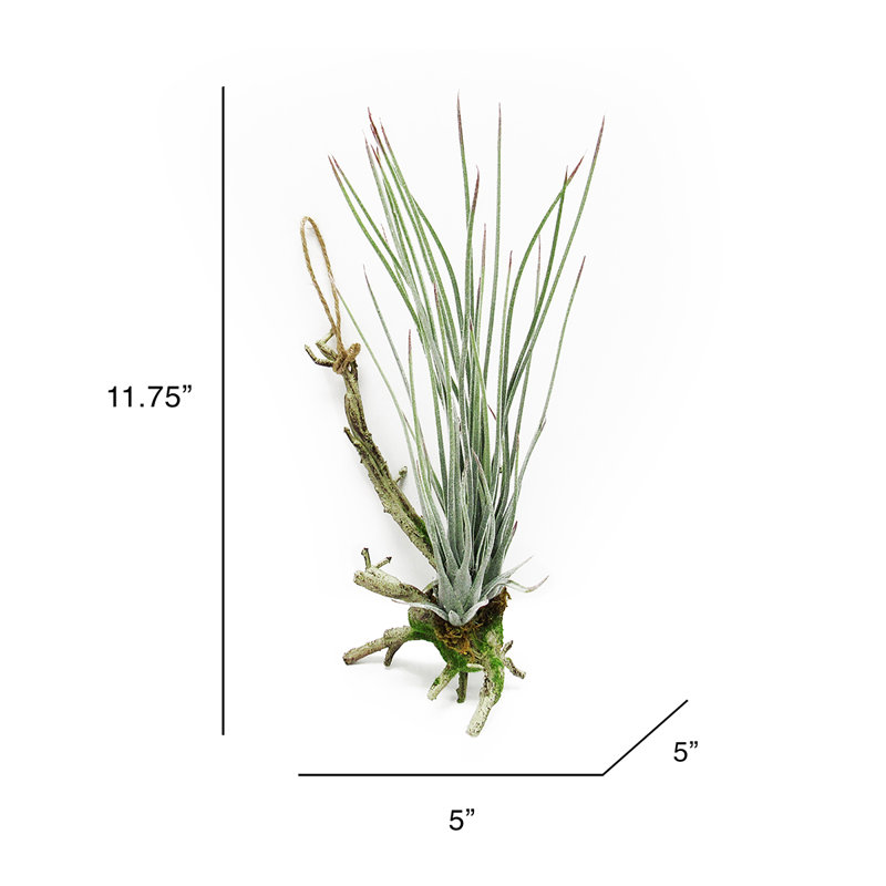 Plantes grasses artificielles suspendues 11,75 po Tillandsia