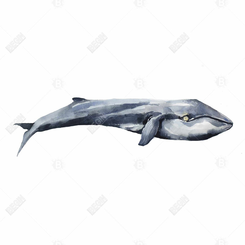 «Watercolor Whale»