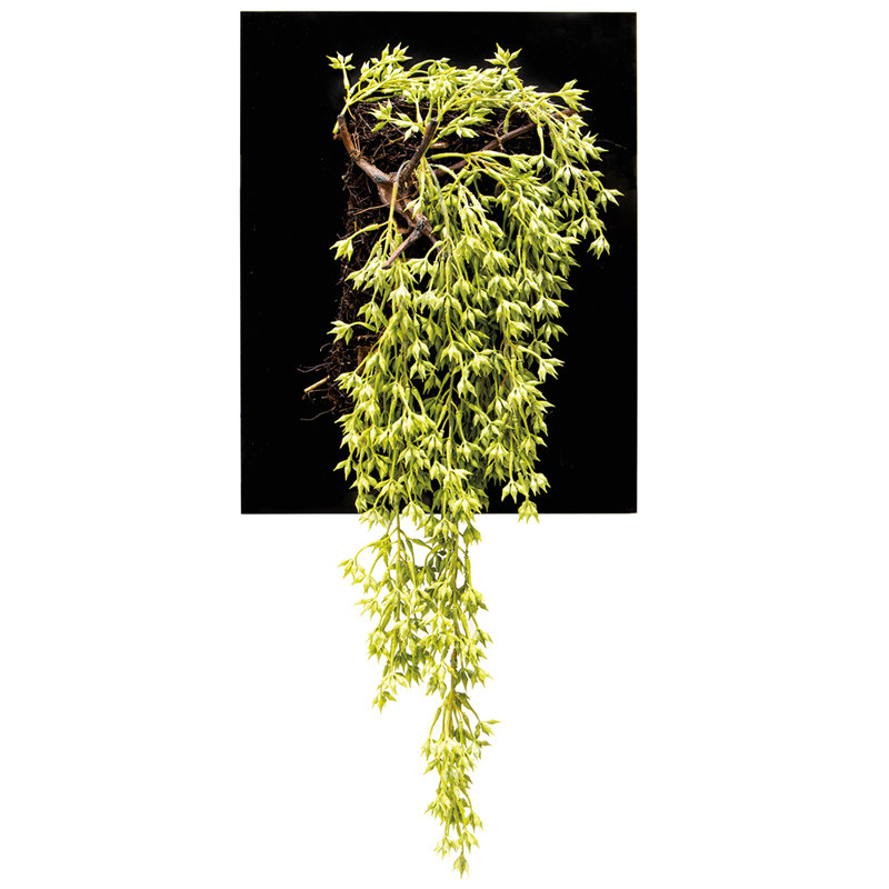 Pièce murale 30 po Sedum - vert