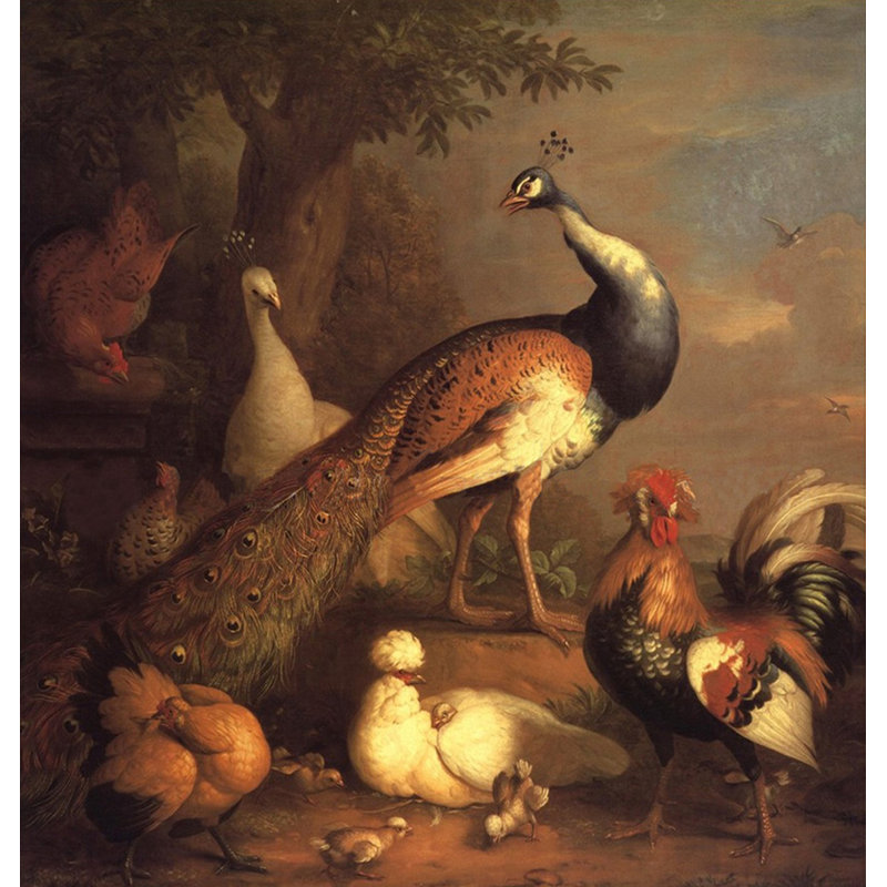 Peacock Peahen and Poultry