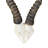 Khushveer Real Blesbok Antelope Skull V-Shape