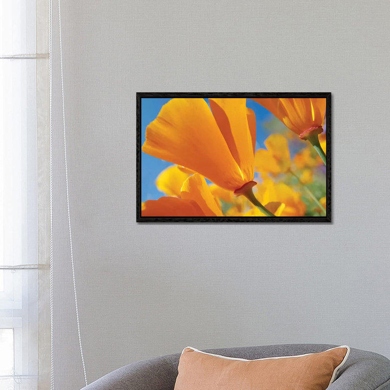 California Poppy Flowers, Antelope Valley, California I by Tim Fitzharris - Gallery-Wrapped Canvas Giclée on Canvas