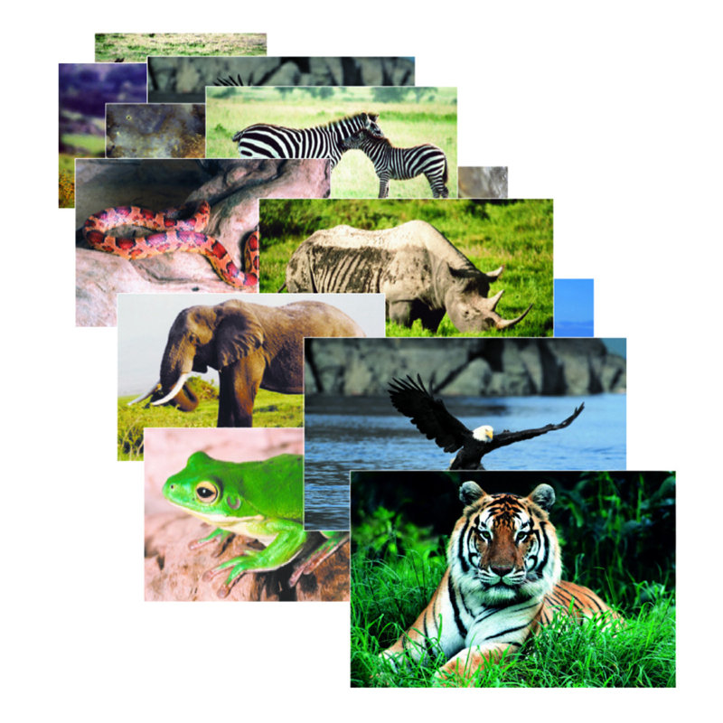 Ensemble de poster animal sauvage