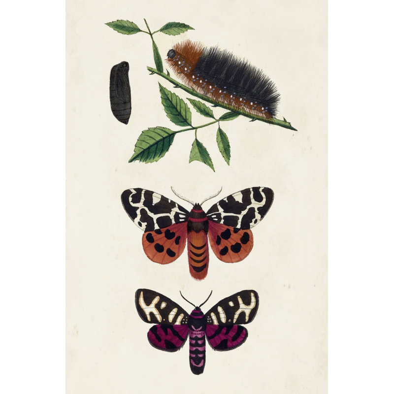 Caterpillar And Moth V - Wrapped Canvas Print, 76cm H x 51cm W