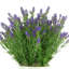 Outdoor UV-Rated Lavender in Fiberstone Pot