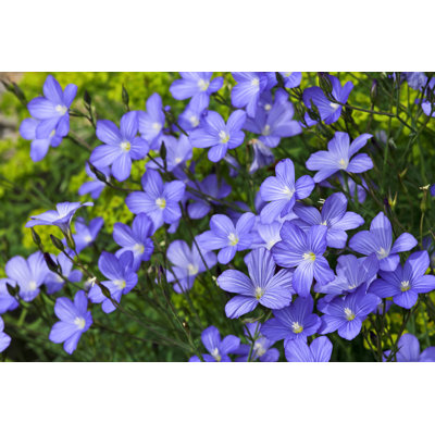 " Linum Blossoms, Flax " by Terra24