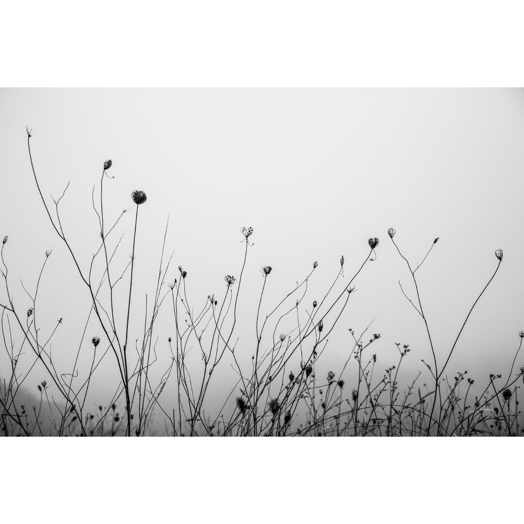 Leinwandbild Autumn Grasses von Aledanda