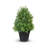 Rosemary Topiary In Pot