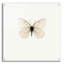 «White Butterfly» par Photoinc Studio, art mural en verre acrylique-888331347