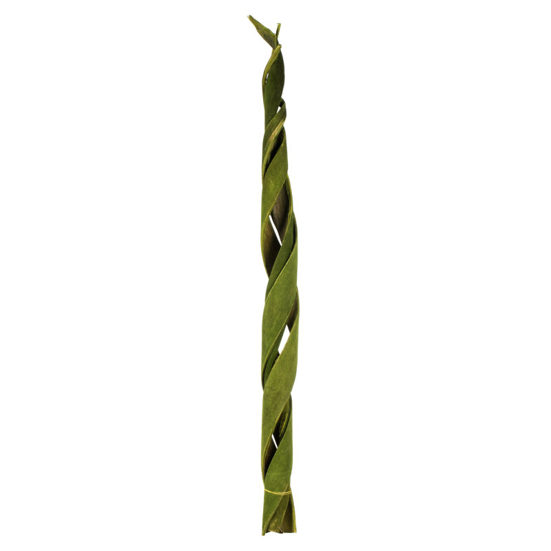 Primrue 45 - 48 "velours basilic coco - enroulé, 3 tiges, séché