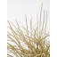 57cm Faux Reed Grass in Ceramic Pot