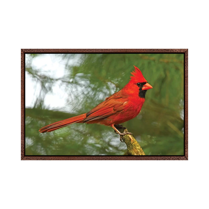Cardinal Looking Proud 1 Piece Wall Art on Canvas, 45.72cm H x 66.04cm W x 3.81cm D, Classic Brown Wood Framed