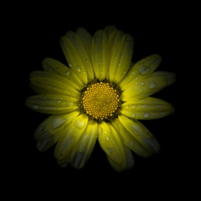 Yellow Daisy II by Brian Carson - Wrapped Canvas Print