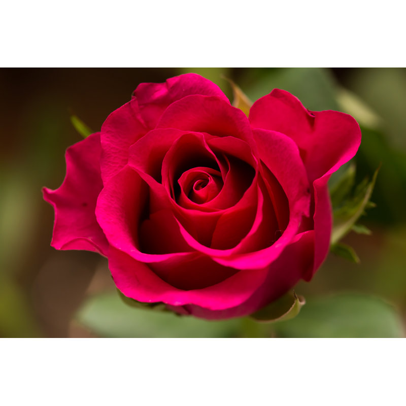 Close-up Of Red Rose - Wrapped Canvas Print, 20cm H x 30cm W x 3.8cm D
