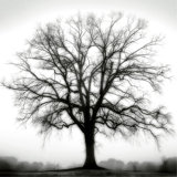 Fountain Oak Print by Cook Jamie