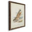 Toile encadrée de qualité supérieure Hawk Owl - prête à être accrochée-604141392-604141396