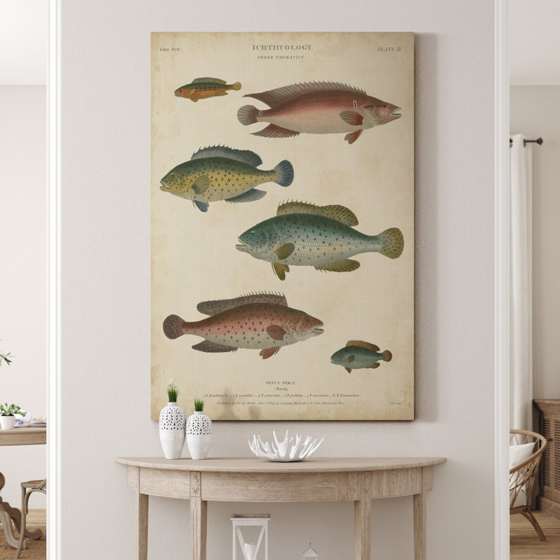 Reproduction d’art sur toile tendue « ichthyology I », H 48 po x l 32 po x P 1 po