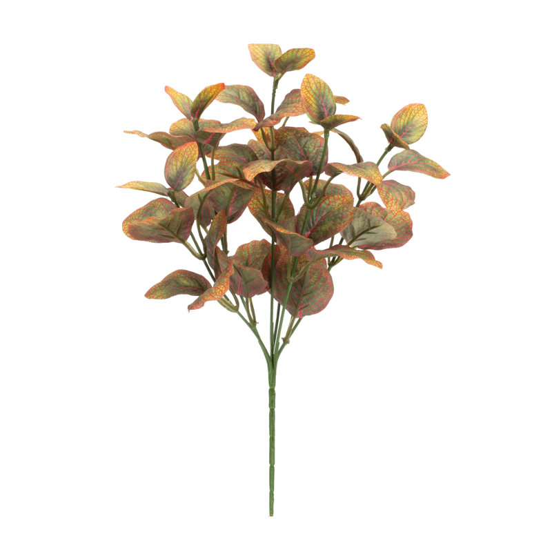 Plante à feuillage panaché (ensemble de 6)