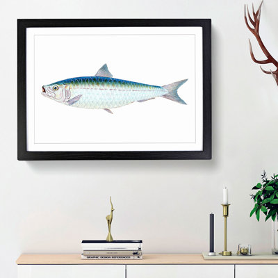 Pilchard Fish by Edward Donovan - Picture Frame Painting Print